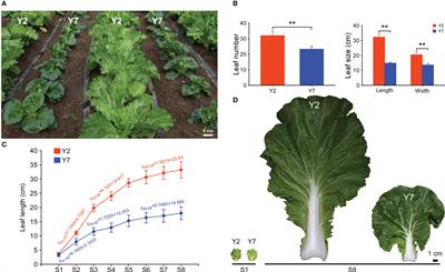 Integrative analysis of physiology, biochemistry and transcriptome reveals the mechanism of leaf size formation in Chinese cabbage (Brassica rapa L. ssp. pekinensis)